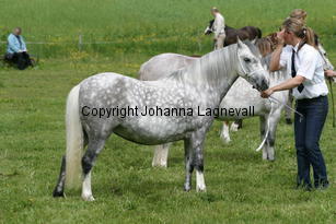 verdrefawrmeirwen_185_8555.jpg