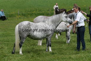 verdrefawrmeirwen_185_8556.jpg