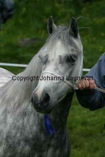 verdrefawrmeirwen_187_8770.jpg