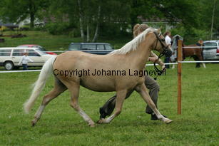 hoekshorssweetlady_187_8734.jpg