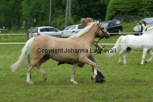 hoekshorssweetlady_187_8740.jpg