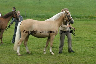 hoekshorssweetlady_187_8742.jpg