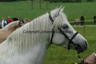 kulltorpsetikett_187_8741.jpg