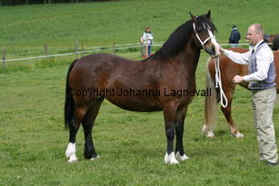 pentrafelinpearl_185_8540.jpg