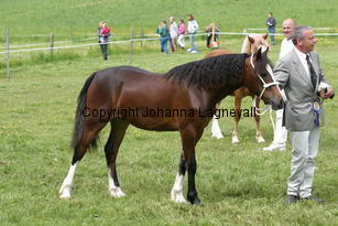 trefnantroyallady_185_8559.jpg