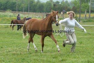 bogaloss_186_8697.jpg