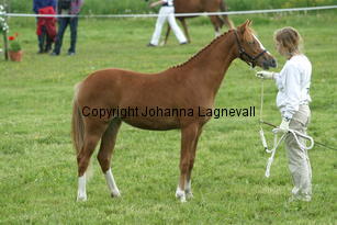 bogaloss_186_8700.jpg