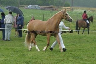 burhultsfoxtrott_187_8702.jpg