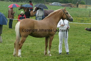 burhultsfoxtrott_187_8706.jpg