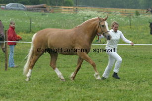 burhultsfoxtrott_187_8708.jpg