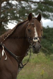 hagasmemorydancer_8997.jpg