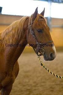 beltanepride_9131-2.jpg