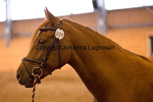 hagascarolineingalls_9050-2.jpg