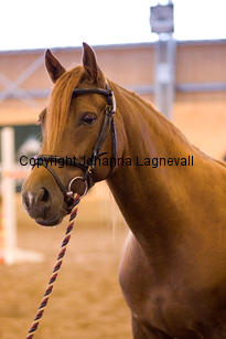 hagascarolineingalls_9051-2.jpg
