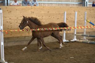 nasuddensjollyheart_9200.jpg