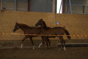 nasuddensjollyheart_9214.jpg