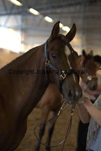 valleyridgesugarnspice_9287.jpg