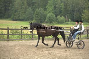 hagasalicewilder_9390.jpg
