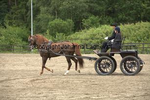 lyckangecoppercoin_9405.jpg