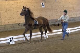 thorellsbumblebee_6446.jpg
