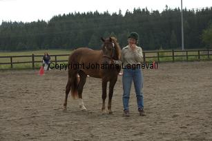 thorellsbumblebee_9797.jpg