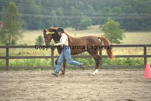 thorellsbumblebee_9810.jpg