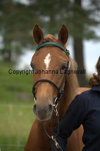 tullesbodanhawkins_9786.jpg
