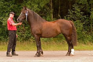 zamba_6464.jpg