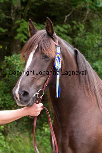zamba_6465-2.jpg