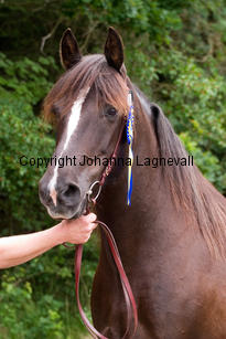 zamba_6468-2.jpg
