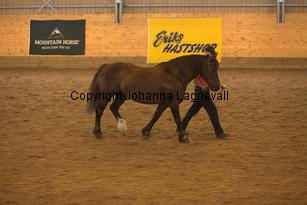 zamba_9495.jpg