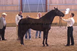 falkascapoheira_6645.jpg