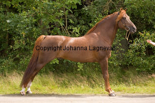 lyckangecoppercoin_0058-2.jpg