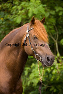 lyckangecoppercoin_0067-2.jpg
