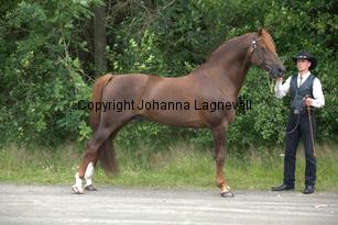 lyckangecoppercoin_0070.jpg