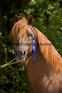 lyckangecoppercoin_0090-2.jpg
