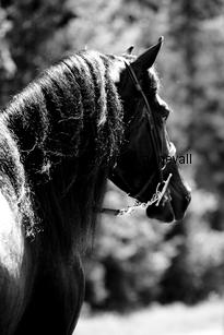 thmftruefaith_0077-2.jpg
