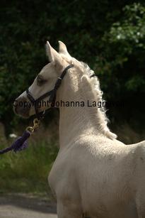 goldangel_0009.jpg