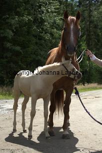 goldangel_0023.jpg
