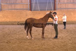 nasuddensjollyheart_6543.jpg
