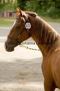 nasuddensjollyheart_9896-2.jpg