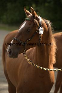 nasuddensjollyheart_9899.jpg
