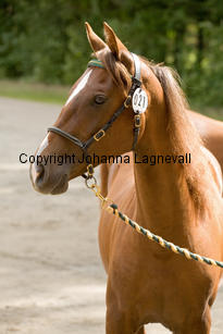 nasuddensjollyheart_9900-2.jpg