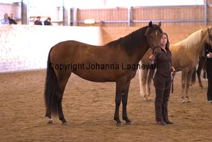 nasuddensidealtouch_6579.jpg