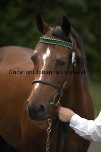 nasuddensheartbreaker_9869.jpg