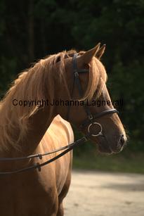 hagascarolineingalls_9974.jpg