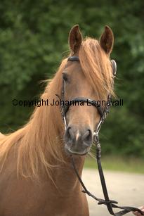 hagascarolineingalls_9976.jpg