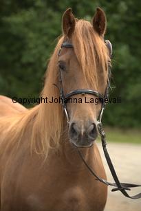 hagascarolineingalls_9977.jpg
