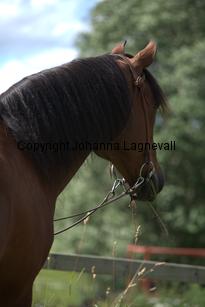 nasuddensuntouchable_0095.jpg