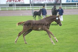 caramelle_7056.jpg